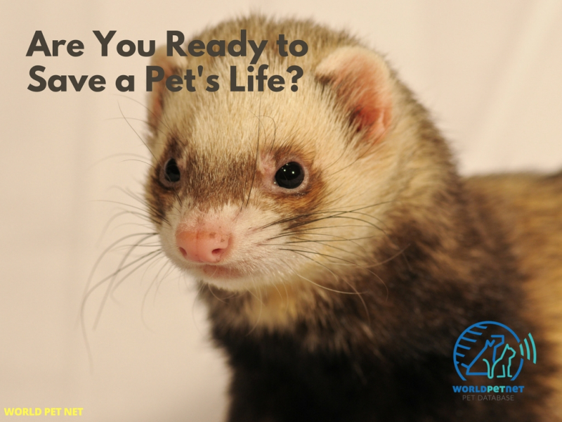 Alta en la base nacional de animales con el microchip de la raza